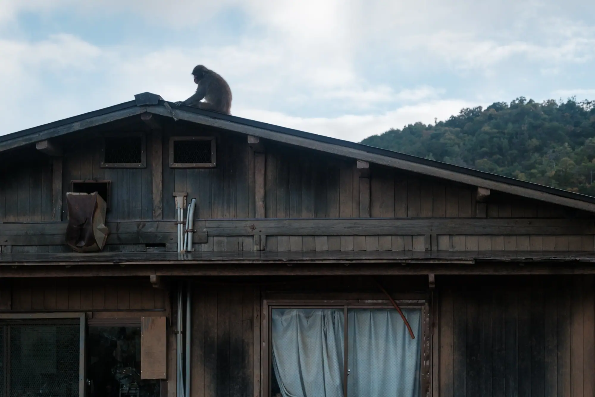 Photo from Togetsukyō Bridge and Arashiyama Monkey Park, Kyoto, Japan