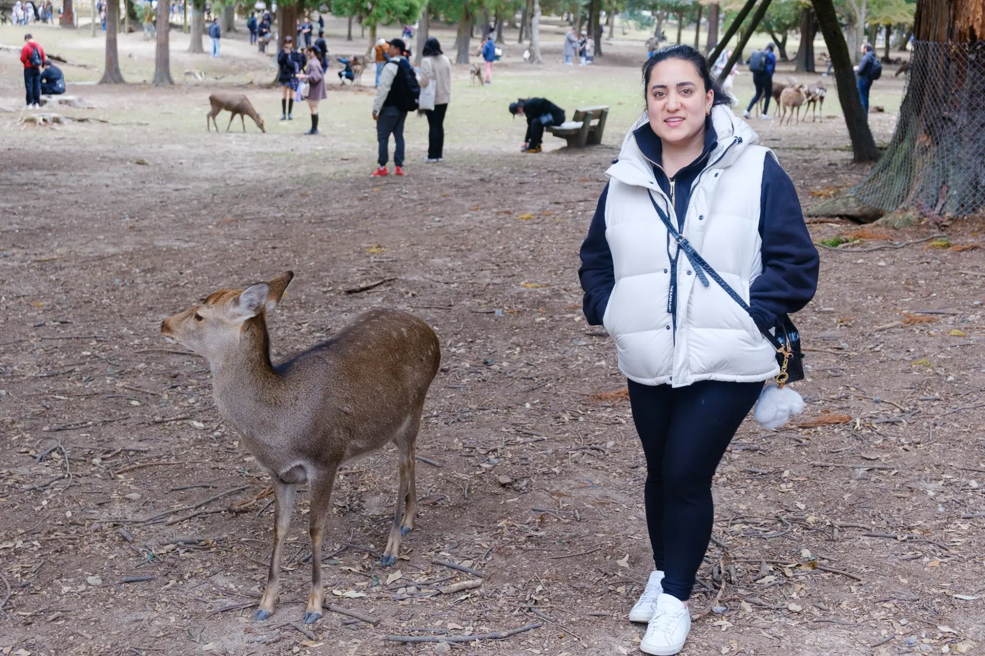 Photo from A Stroll Along Sanjo Dori Street and Nara Park’s Bowing Deer, Kyoto, Japan