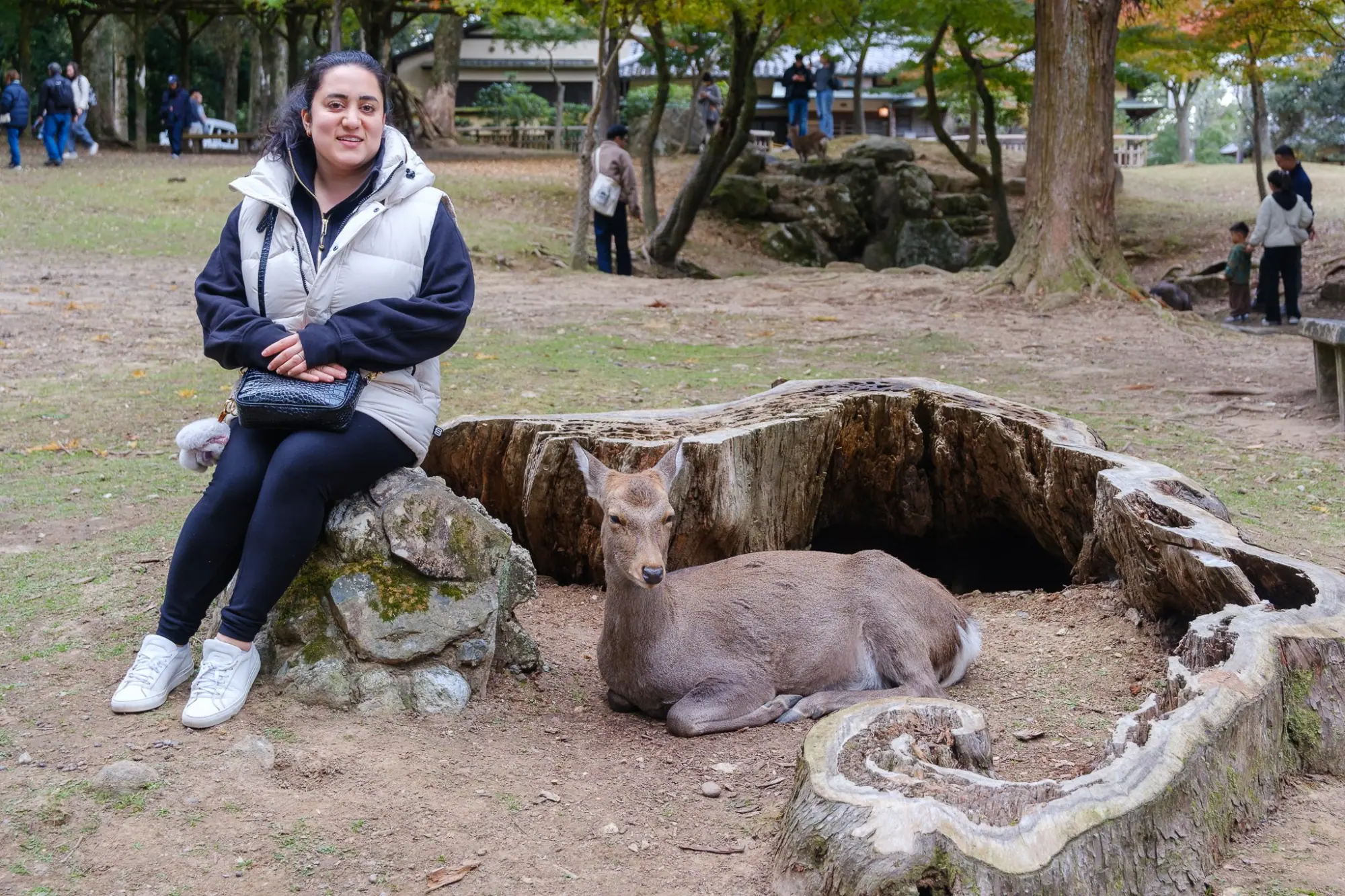 Photo from A Stroll Along Sanjo Dori Street and Nara Park’s Bowing Deer, Kyoto, Japan