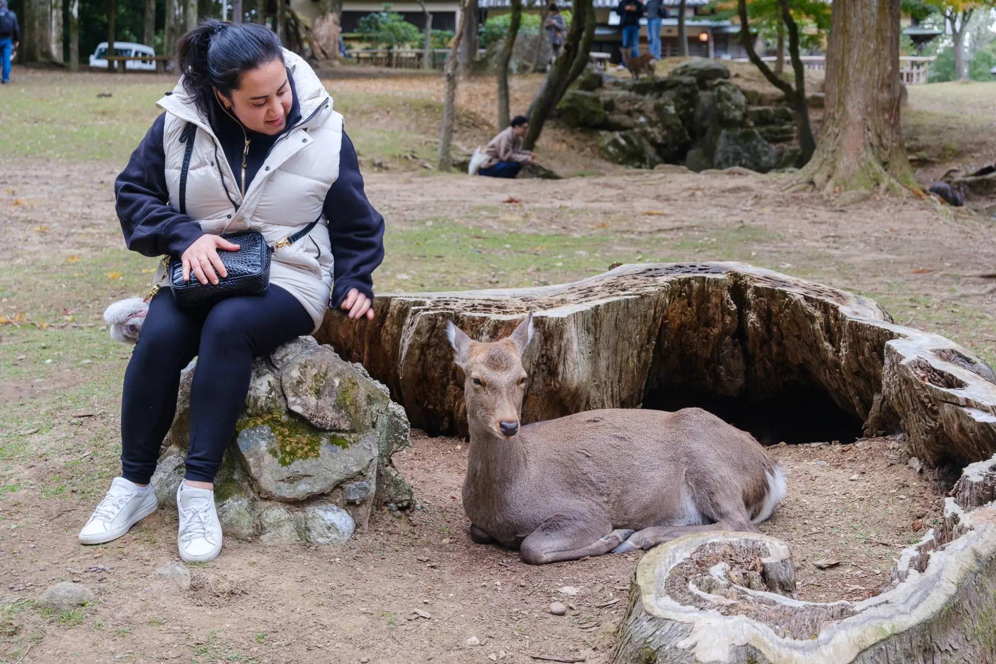 Photo from A Stroll Along Sanjo Dori Street and Nara Park’s Bowing Deer, Kyoto, Japan