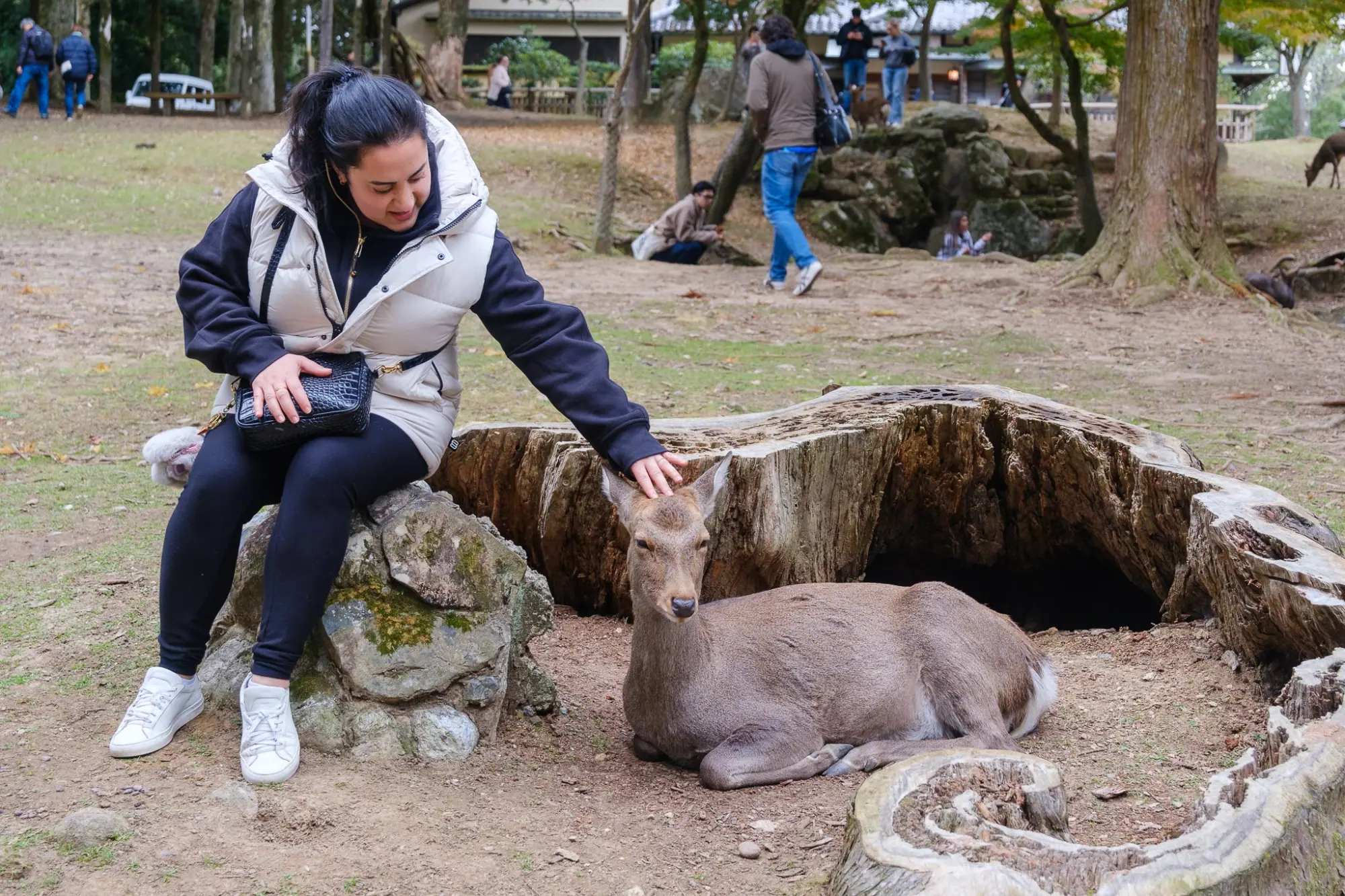 Photo from A Stroll Along Sanjo Dori Street and Nara Park’s Bowing Deer, Kyoto, Japan