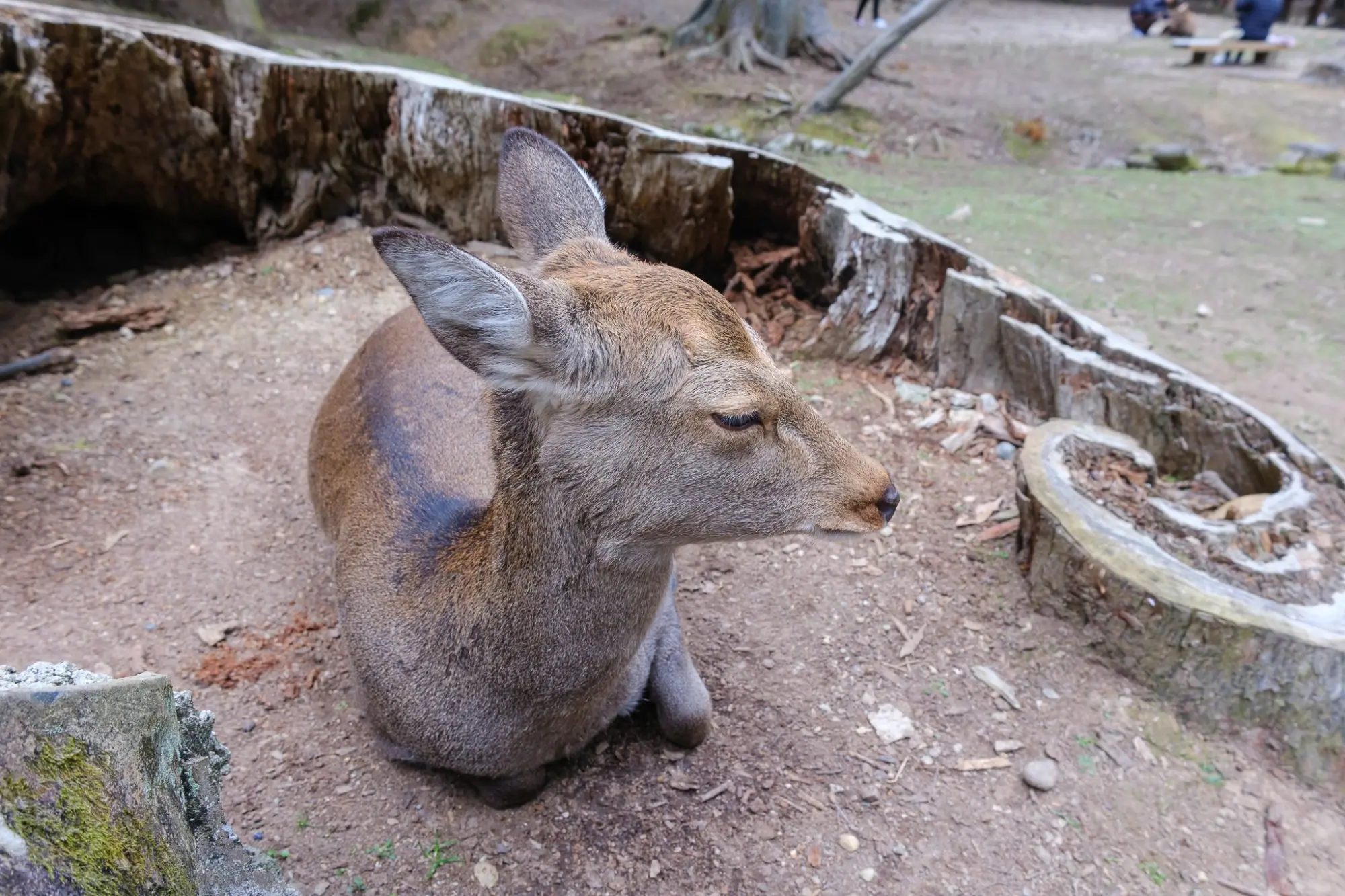 Photo from A Stroll Along Sanjo Dori Street and Nara Park’s Bowing Deer, Kyoto, Japan