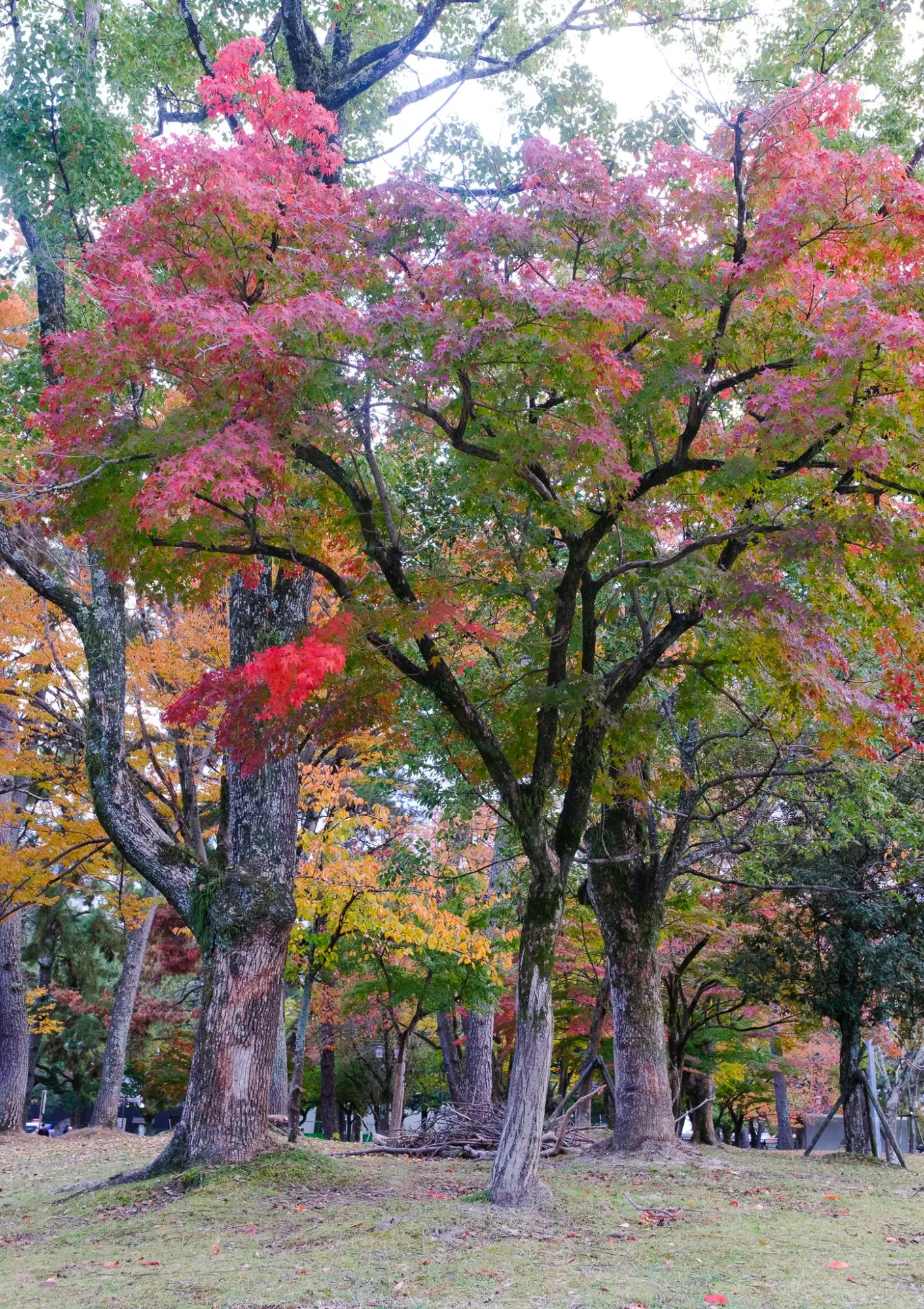 Photo from Todai-ji Temple: A Monument to Japanese History, Kyoto, Japan
