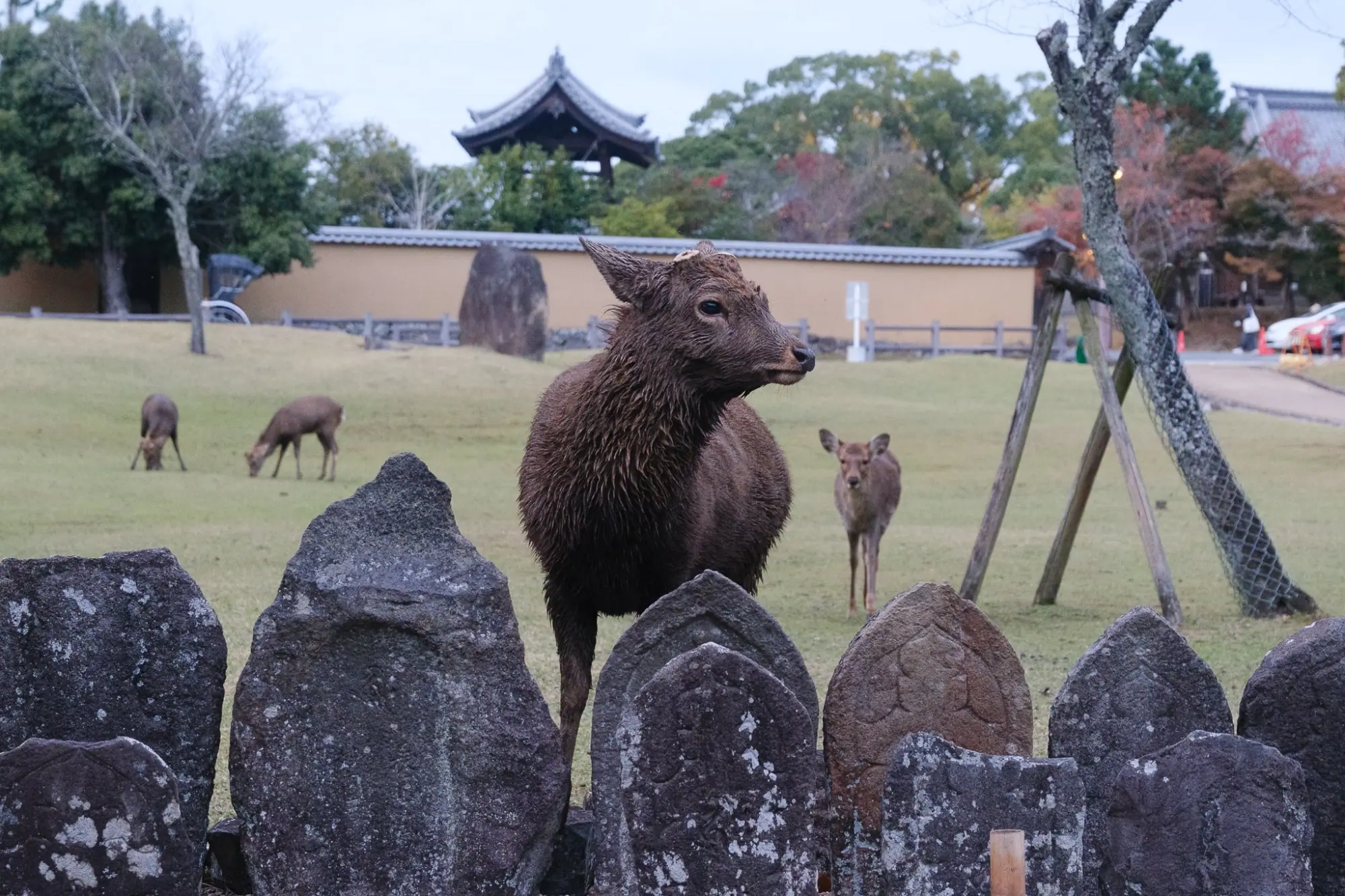 Photo from Todai-ji Temple: A Monument to Japanese History, Kyoto, Japan