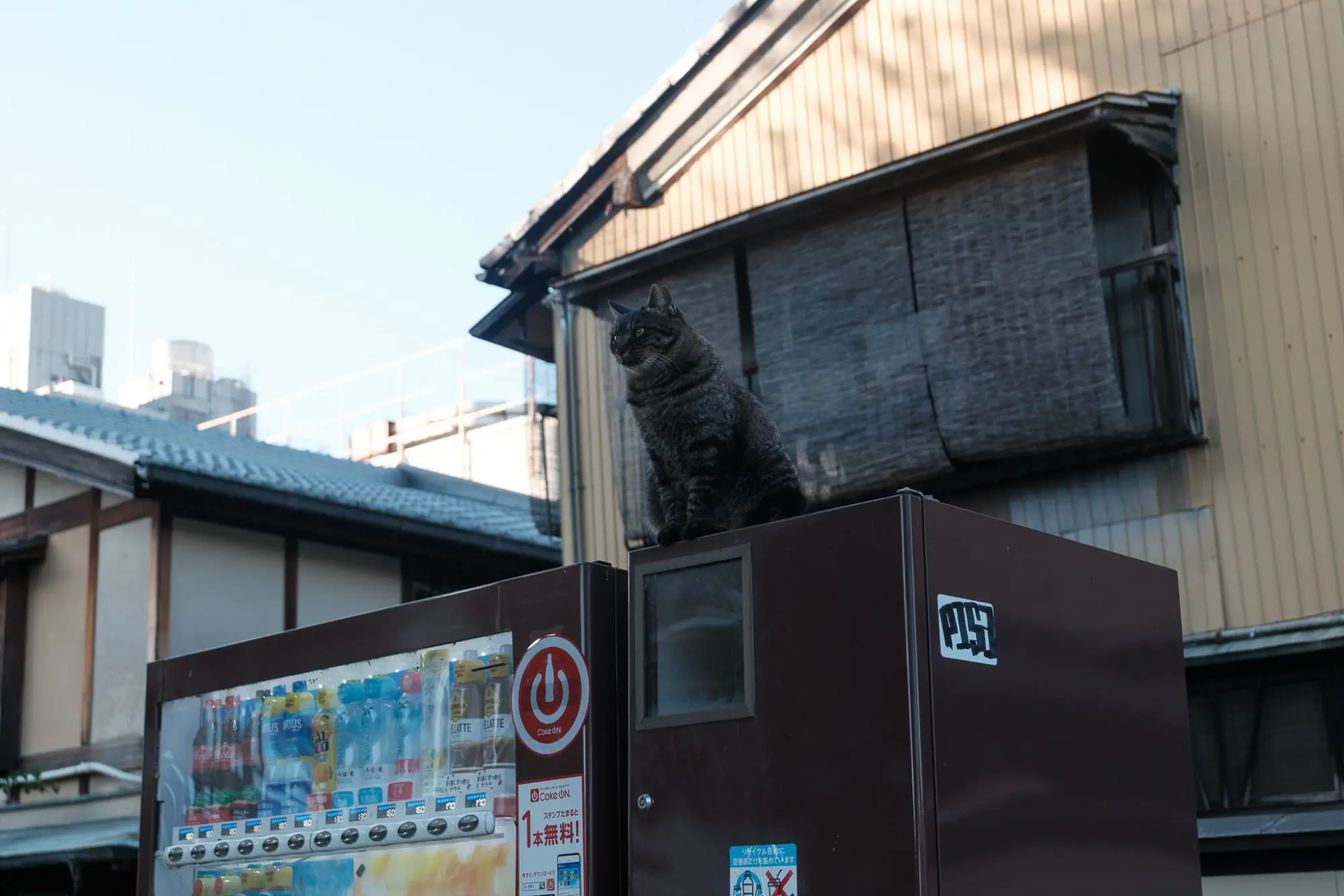 Photo from Exploring Gion and Pontocho Alley, Kyoto, Japan