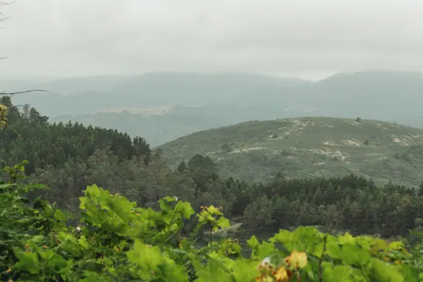 Green ridges under a grey sky past bright scrub