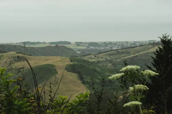 Fields running down toward the coast behind wildflowers