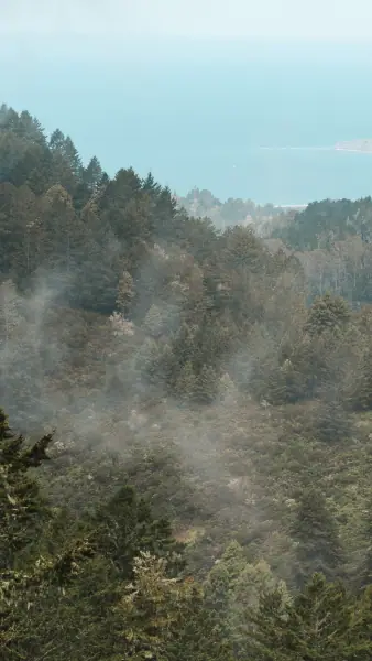 Fog spilling through redwoods with the Pacific beyond