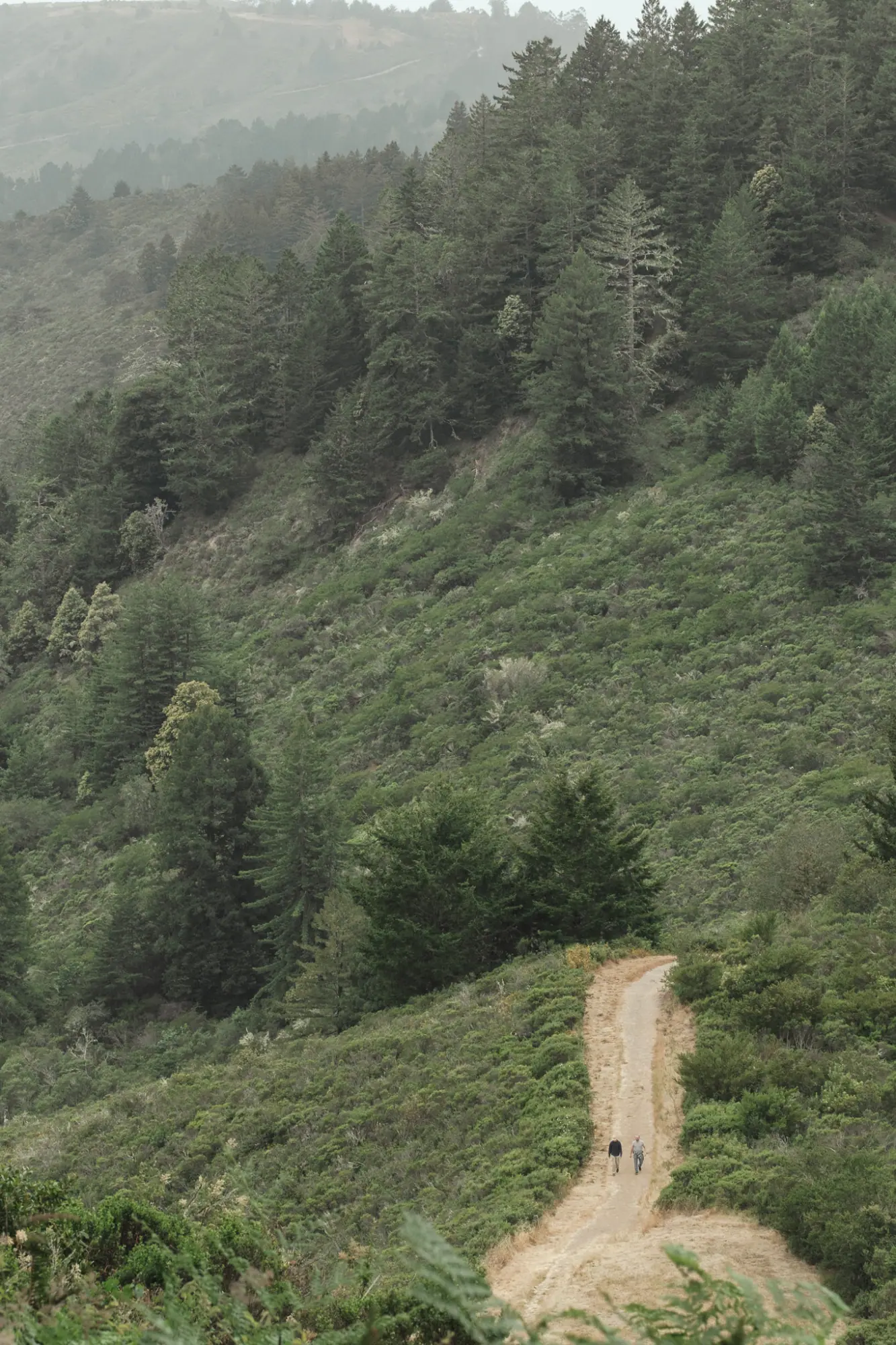 Hikers far down the wide dirt trail through a forested canyon