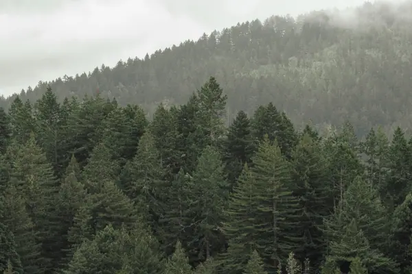 Low cloud over a forested ridge