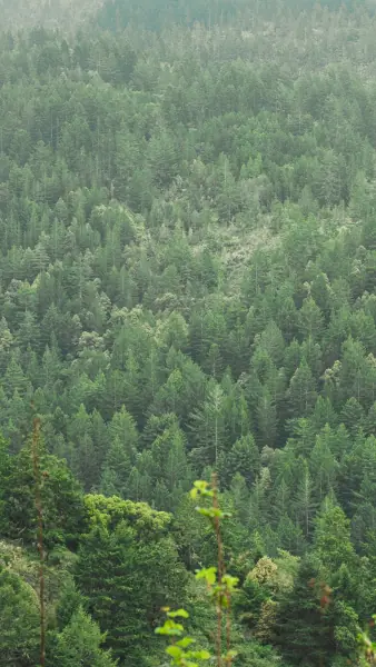A steep hillside thick with redwoods and firs