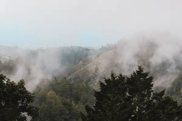Mist rising between dark trees and the ridge beyond