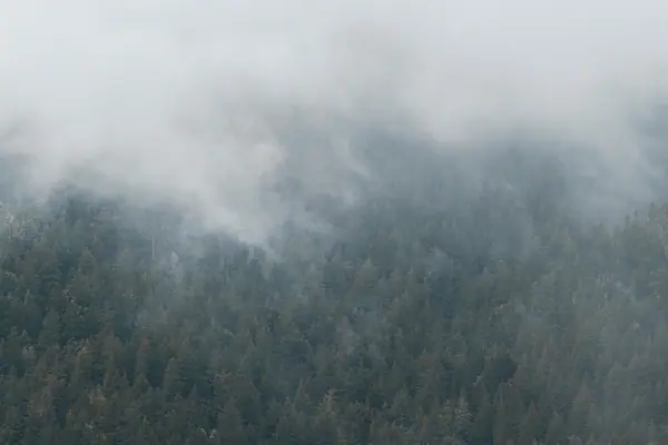 A forested slope disappearing into cloud