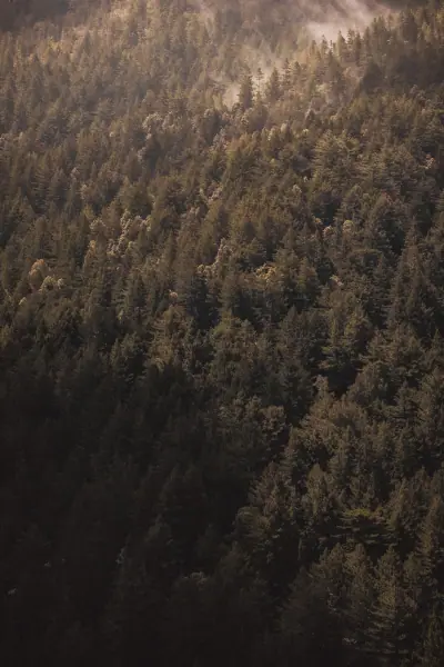 Redwood treetops catching soft light