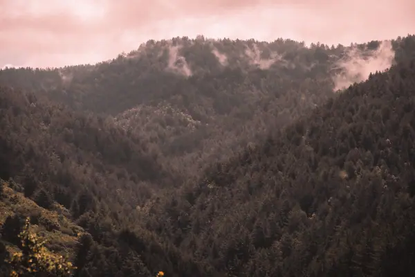 Fog on the ridgeline above a forested valley