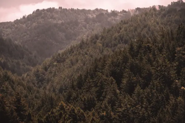Redwood canopy stretching across the hills