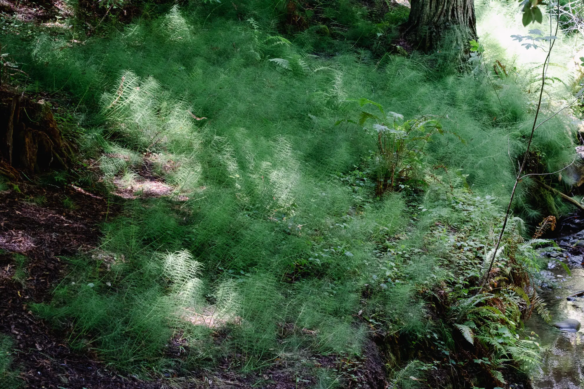 Sunlight on ferns and grass on the forest floor