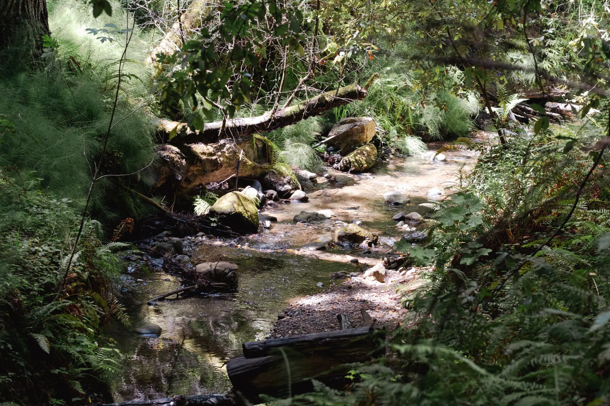 A shaded creek running over rocks under the redwoods