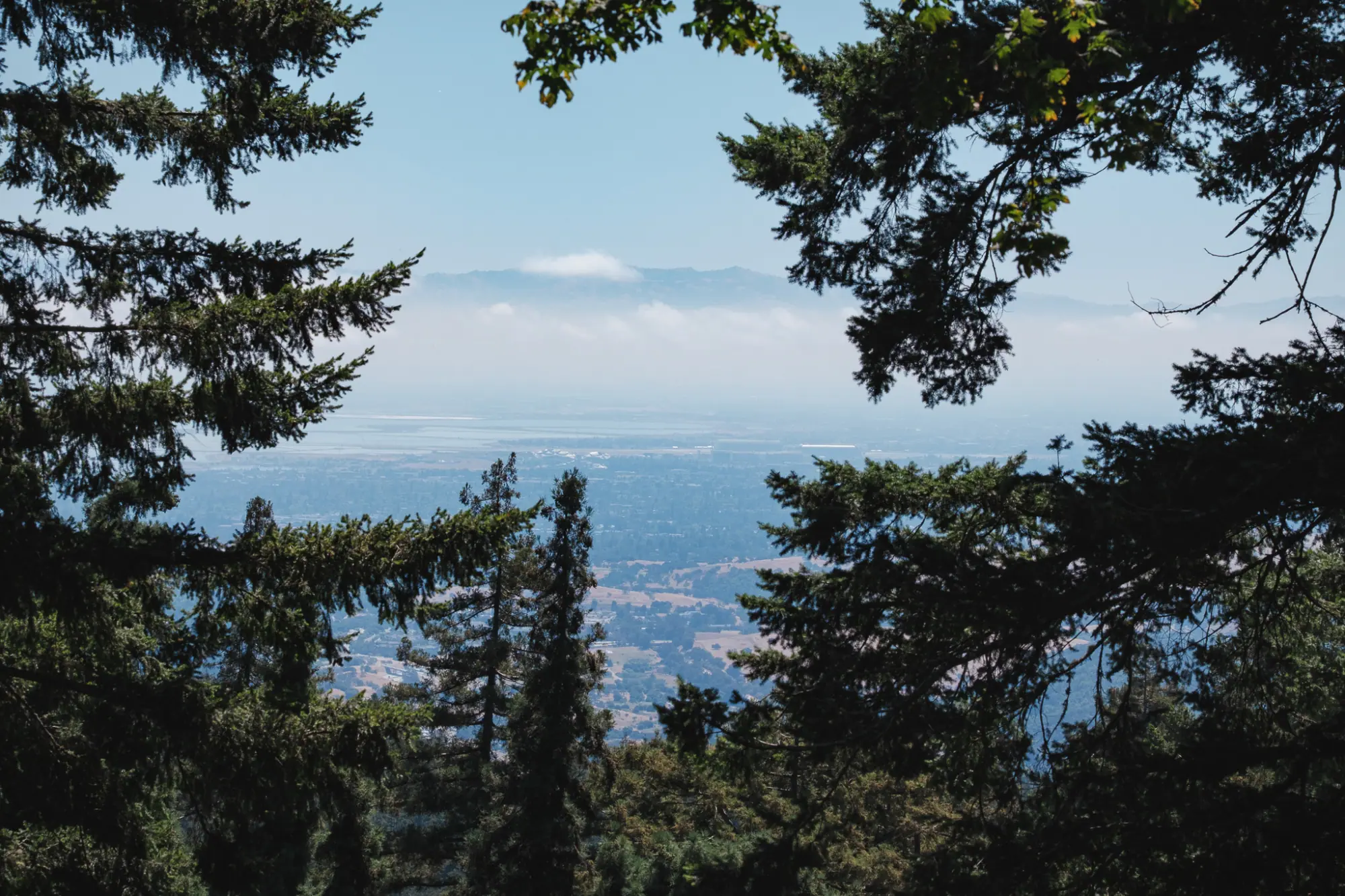 The valley and the bay glimpsed through dark firs