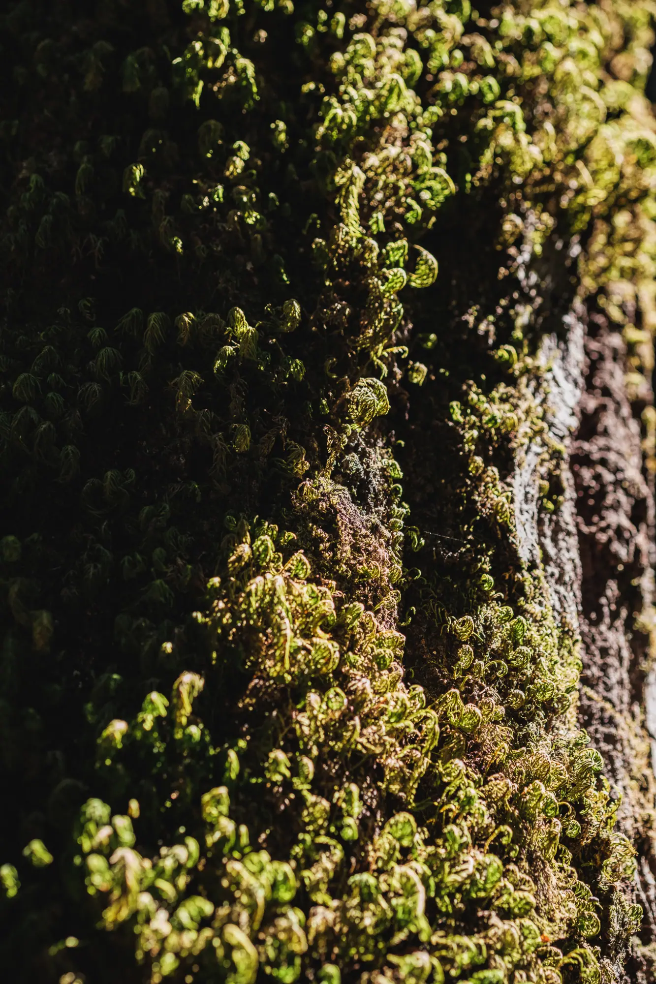 Moss covering the trunk of a tree