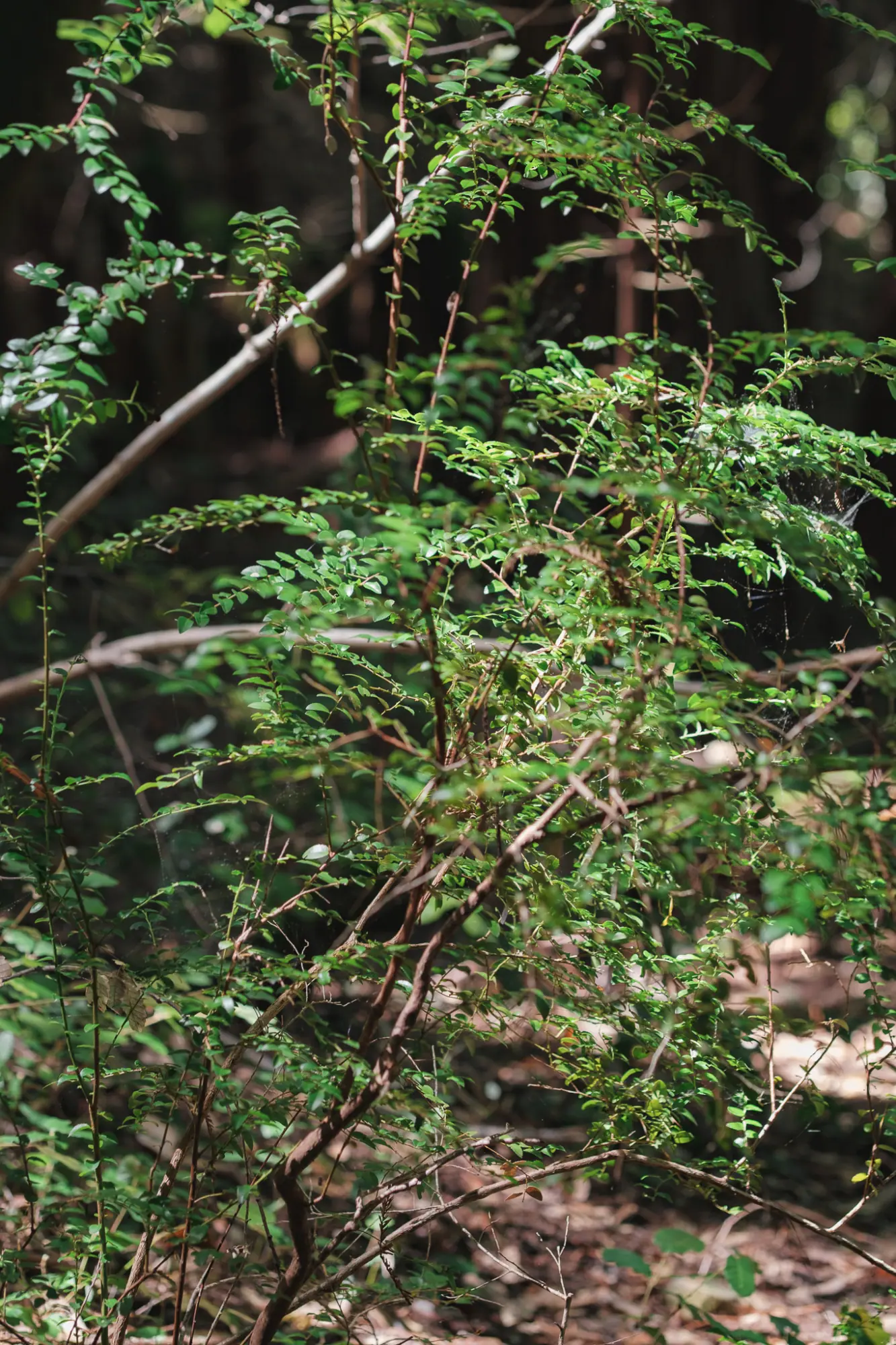 Ferns and saplings in the shade of the forest