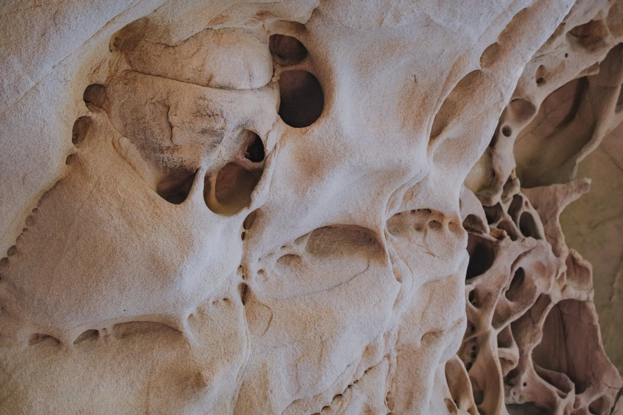 Tafoni sandstone hollowed into honeycomb holes and thin ridges