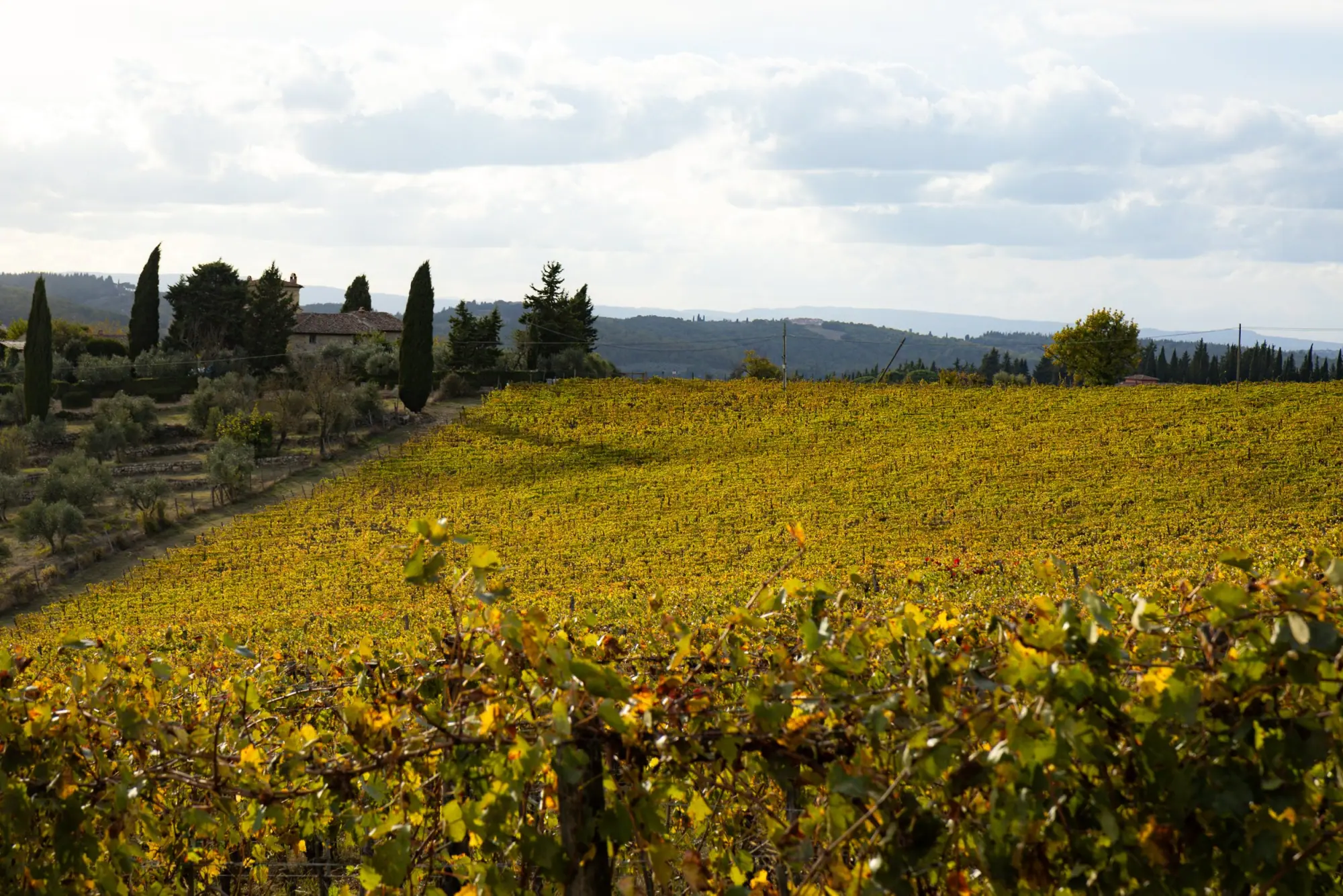 Photo from Day 3 — Tuscany, Olive Oil, and a Long Italian Dinner, Florence, Italy