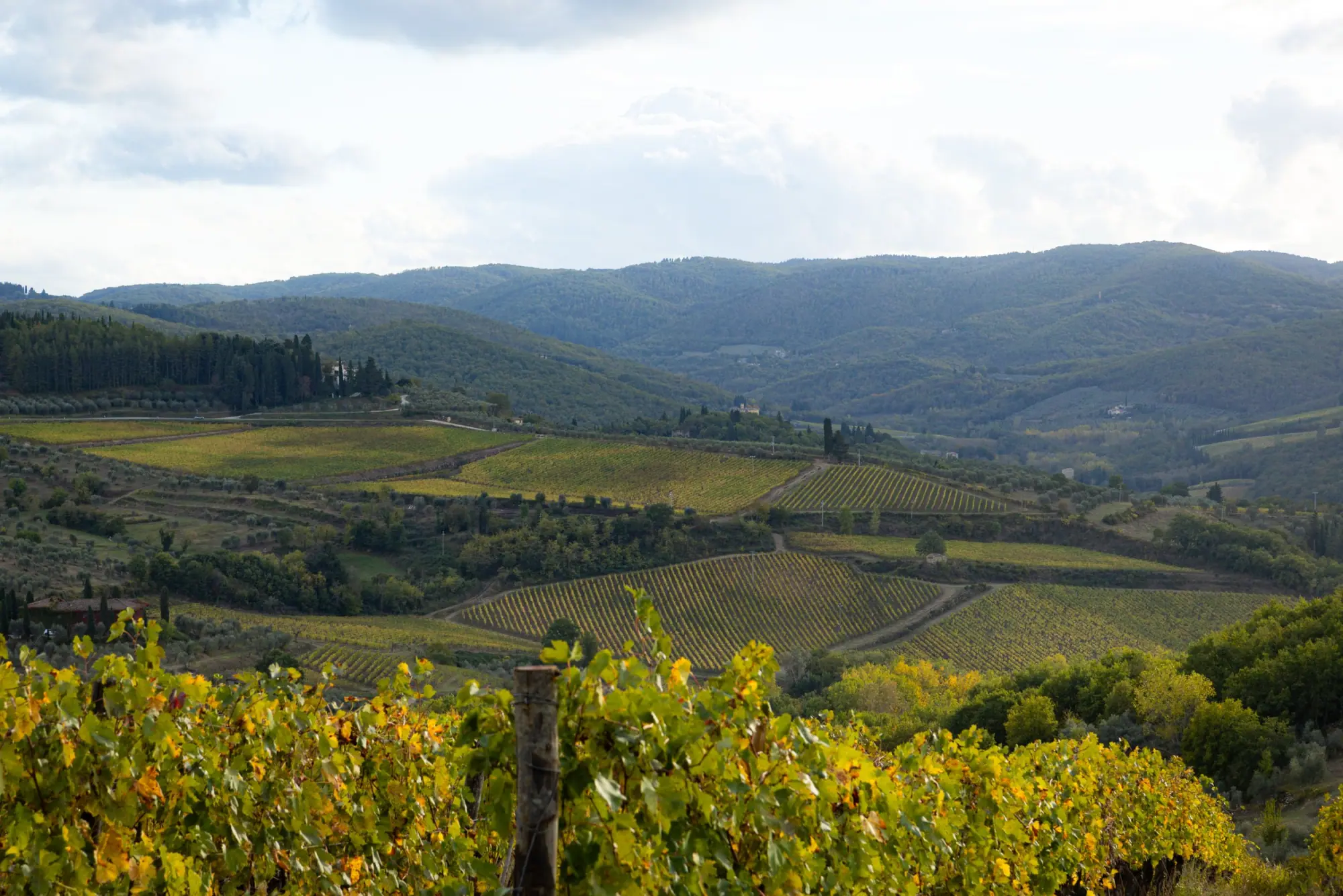 Photo from Day 3 — Tuscany, Olive Oil, and a Long Italian Dinner, Florence, Italy