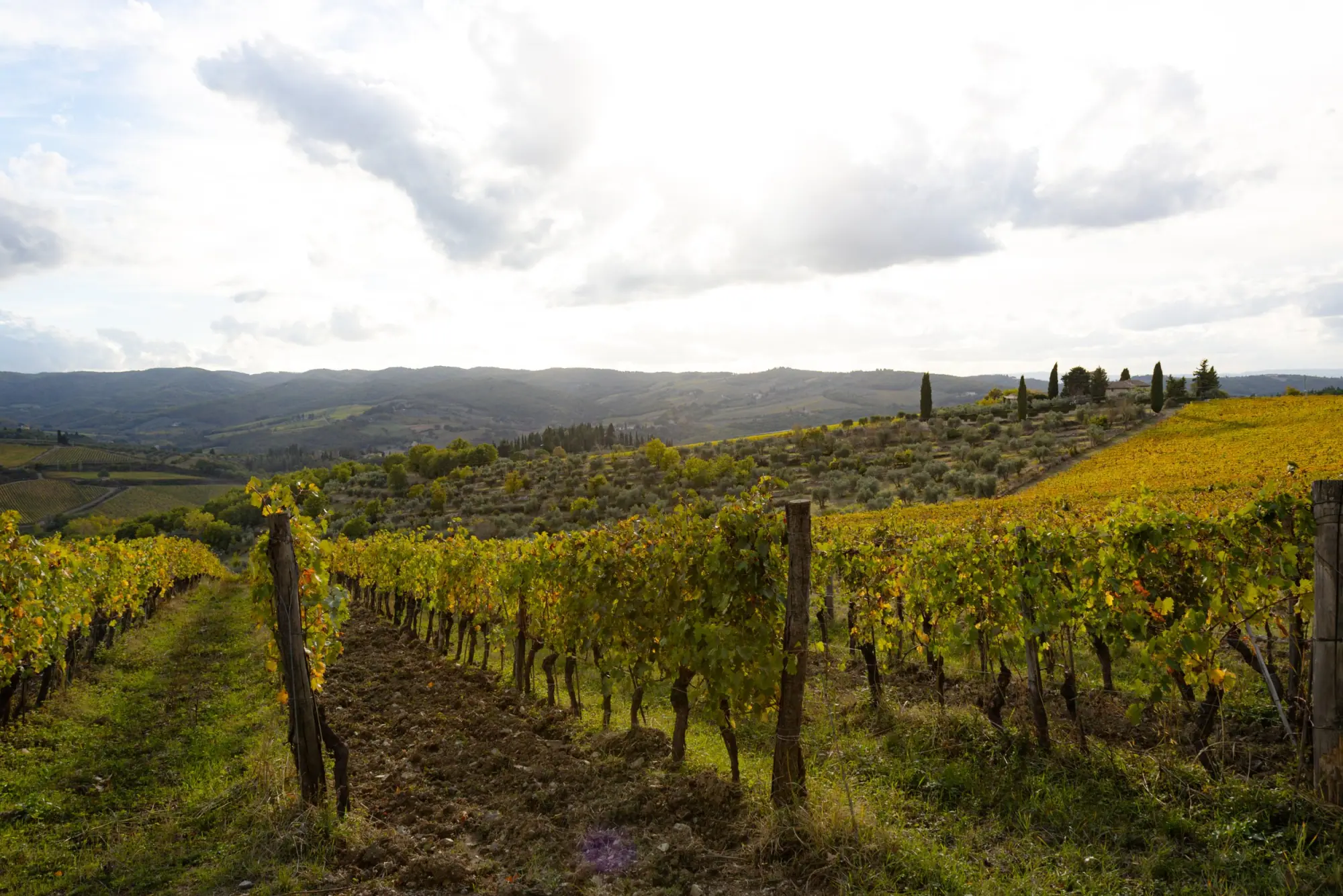 Photo from Day 3 — Tuscany, Olive Oil, and a Long Italian Dinner, Florence, Italy