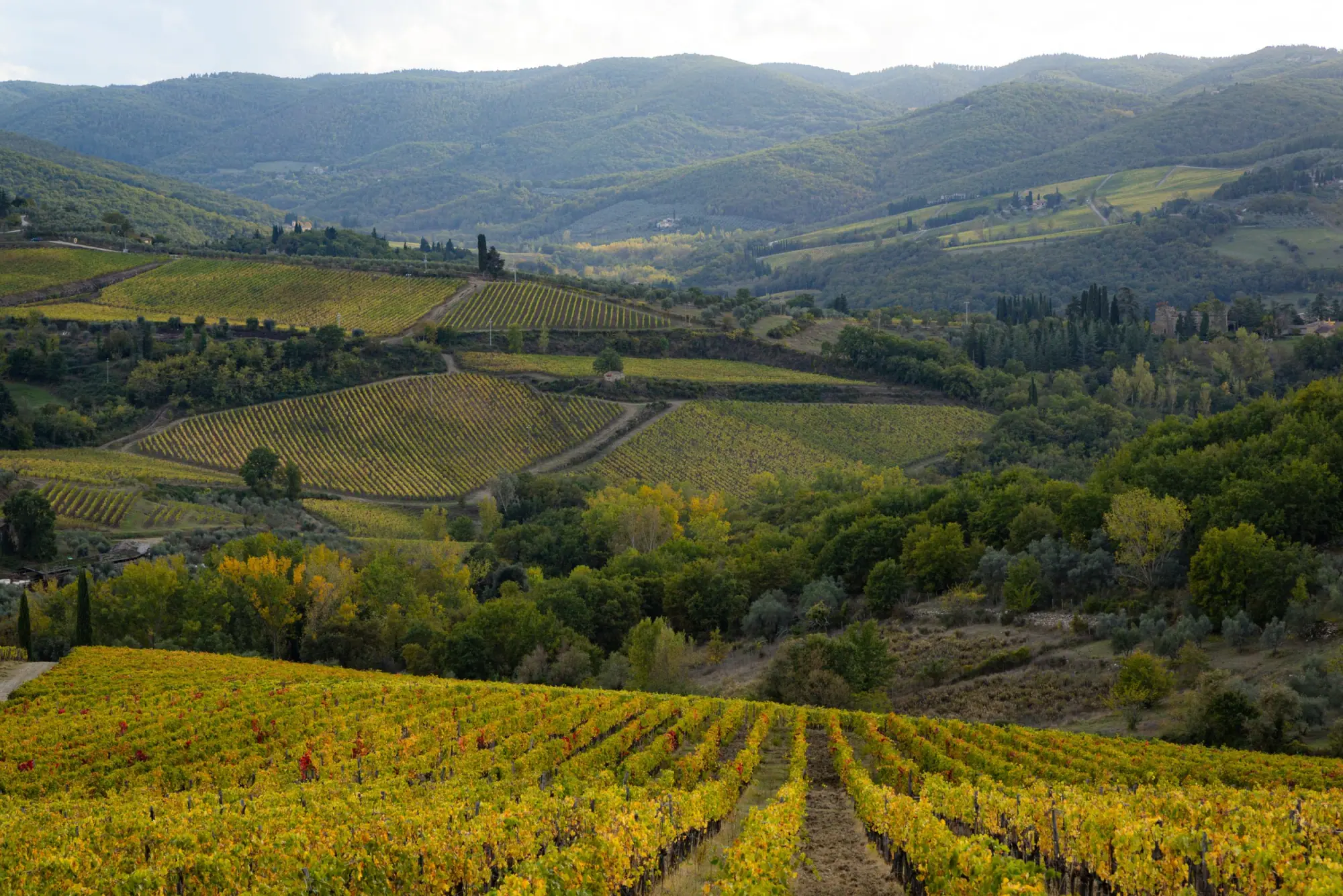 Photo from Day 3 — Tuscany, Olive Oil, and a Long Italian Dinner, Florence, Italy