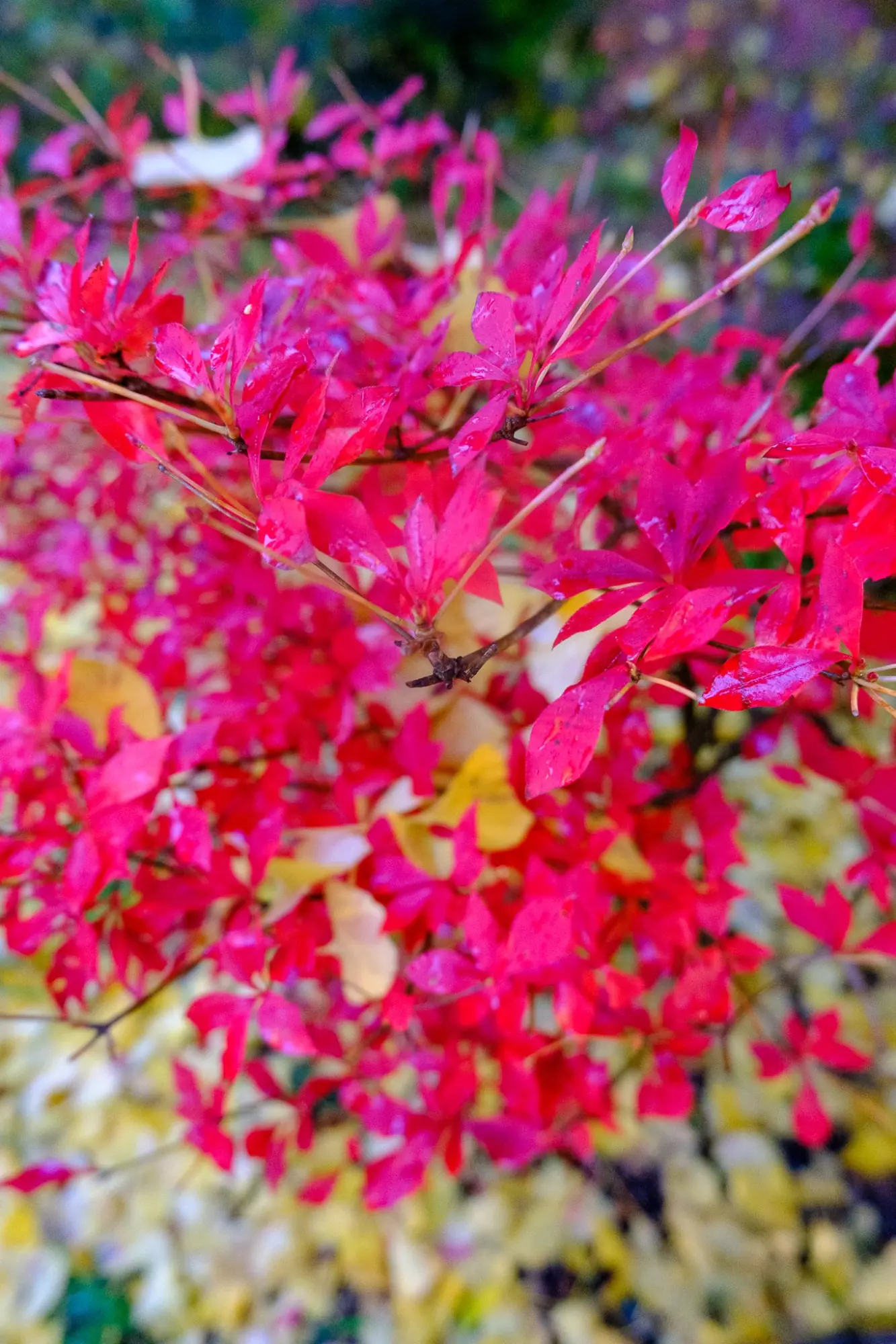 Photo from Fuji-Kawaguchiko Fall Leaves Festival, Lake Kawaguchi, Japan