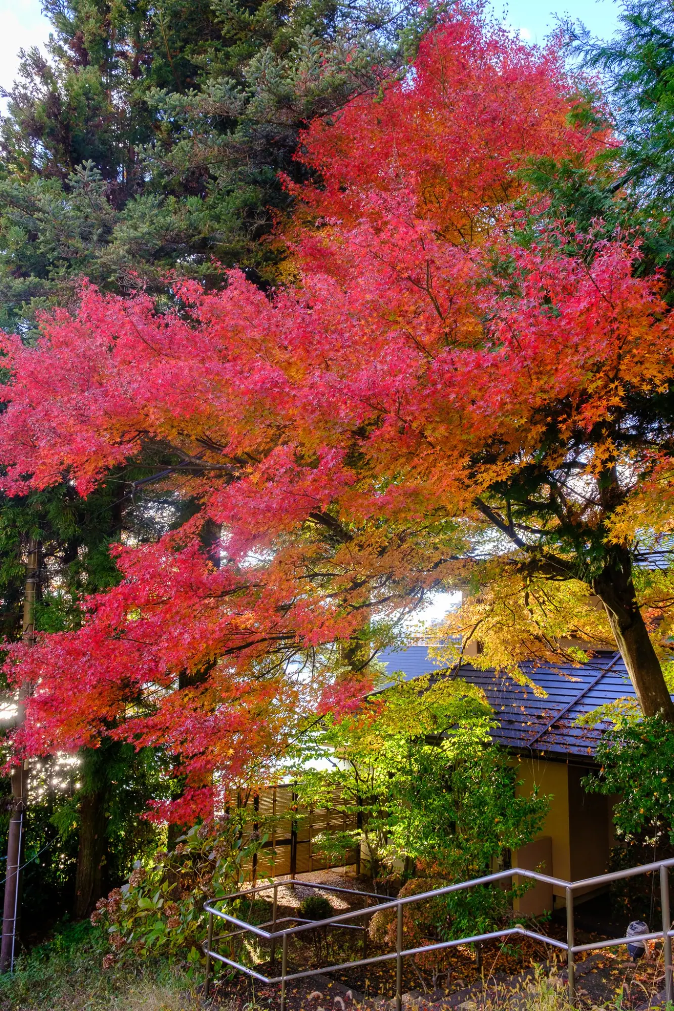 Photo from Strolling Through a Residential Neighborhood and Lunch at Renge Ramen, Lake Kawaguchi, Japan