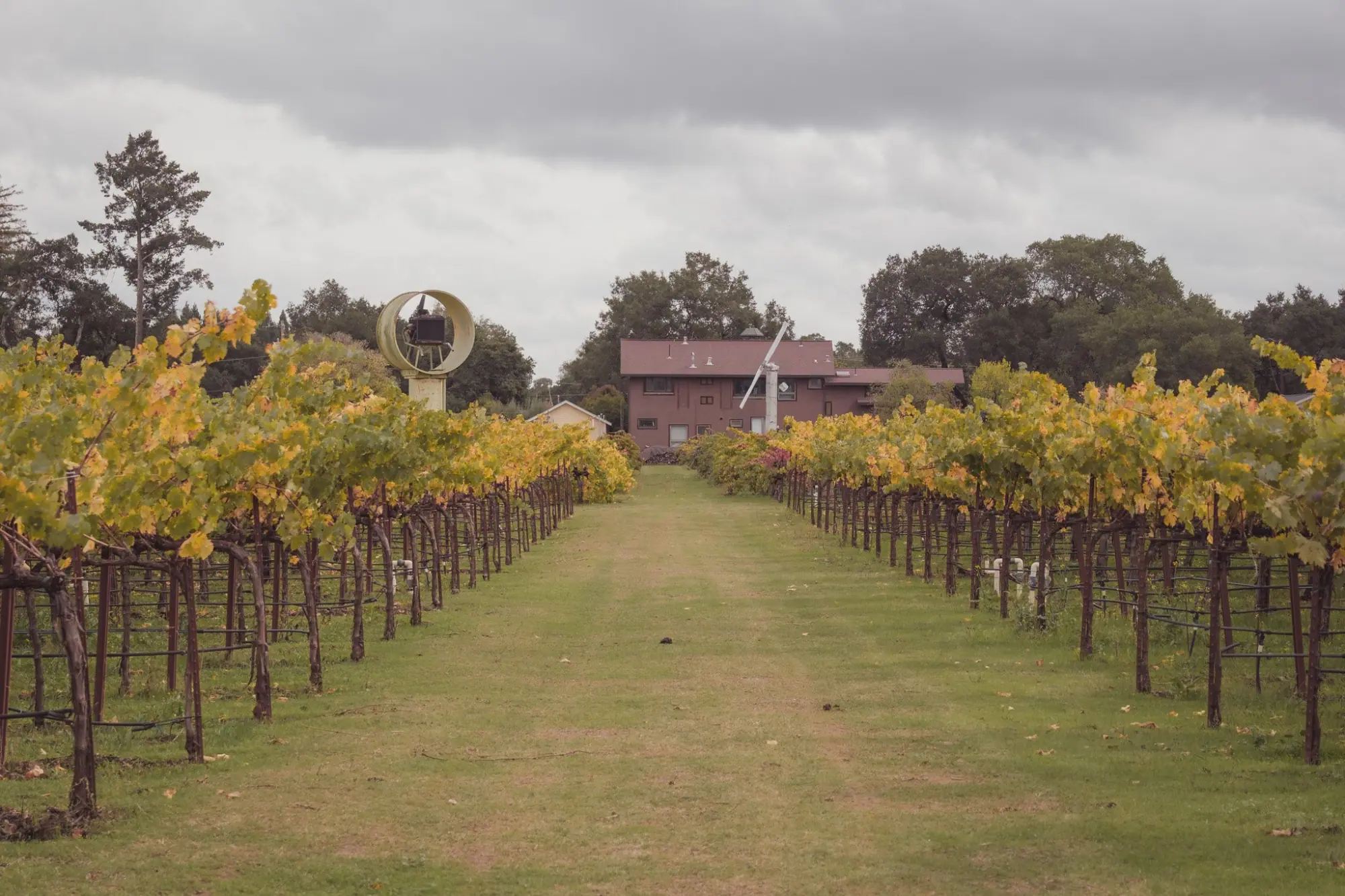 Photo from Salvestrin’s 93rd Harvest, St. Helena, CA