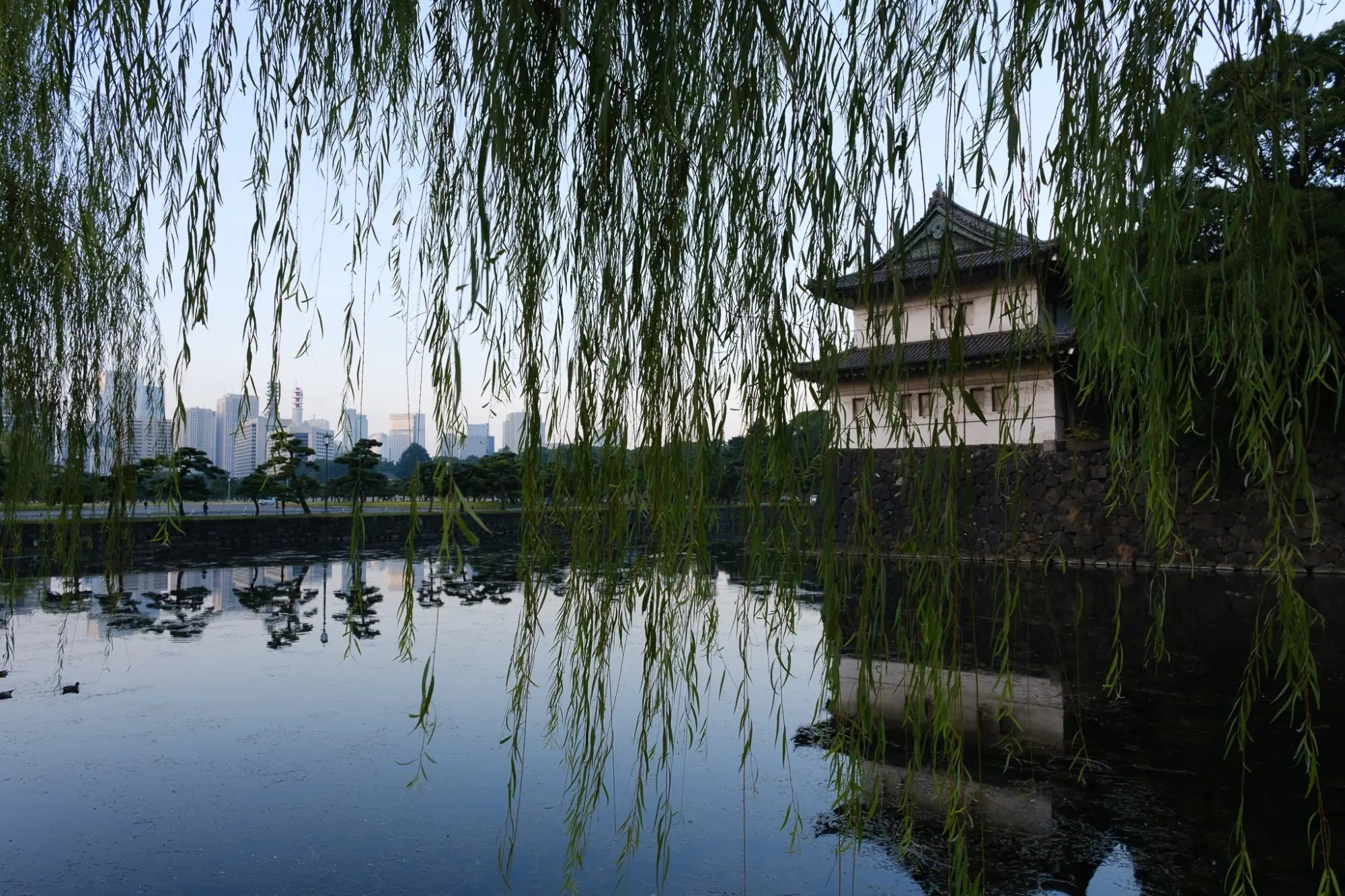 Photo from Morning Walk to the Imperial Palace, Tokyo, Japan