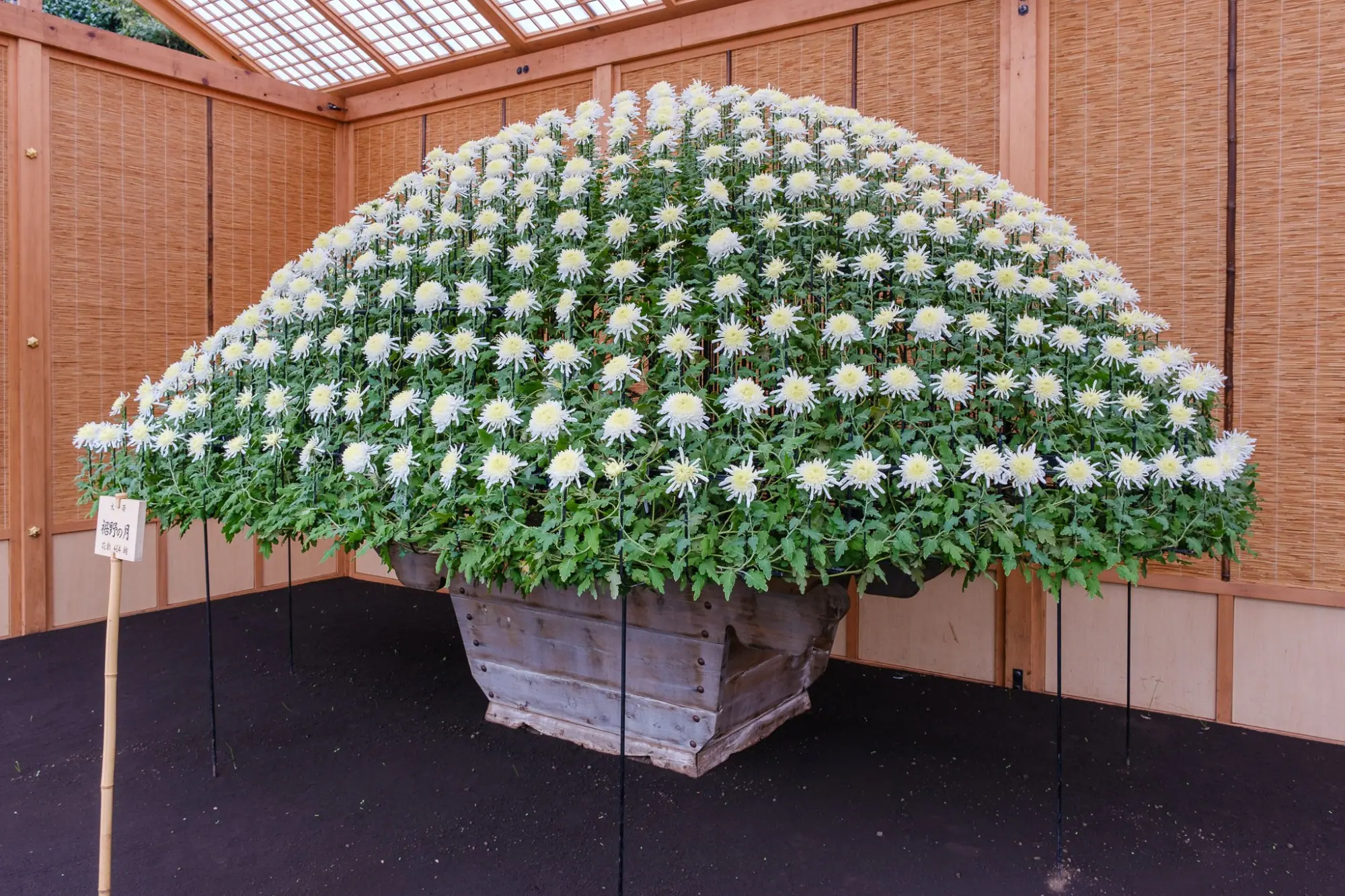 Photo from Shinjuku Gyoen National Garden Chrysanthemum Exhibition, Tokyo, Japan