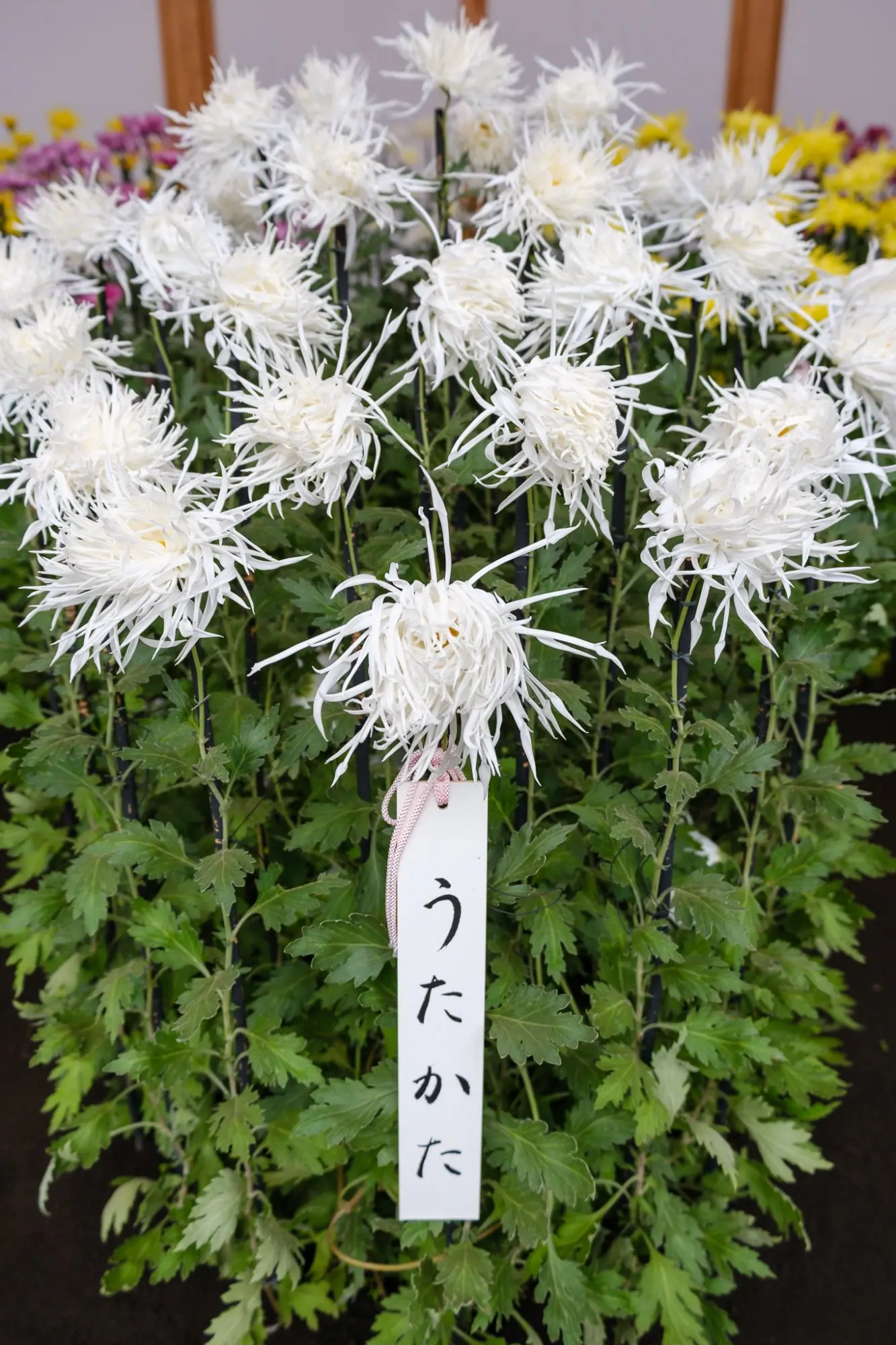 Photo from Shinjuku Gyoen National Garden Chrysanthemum Exhibition, Tokyo, Japan
