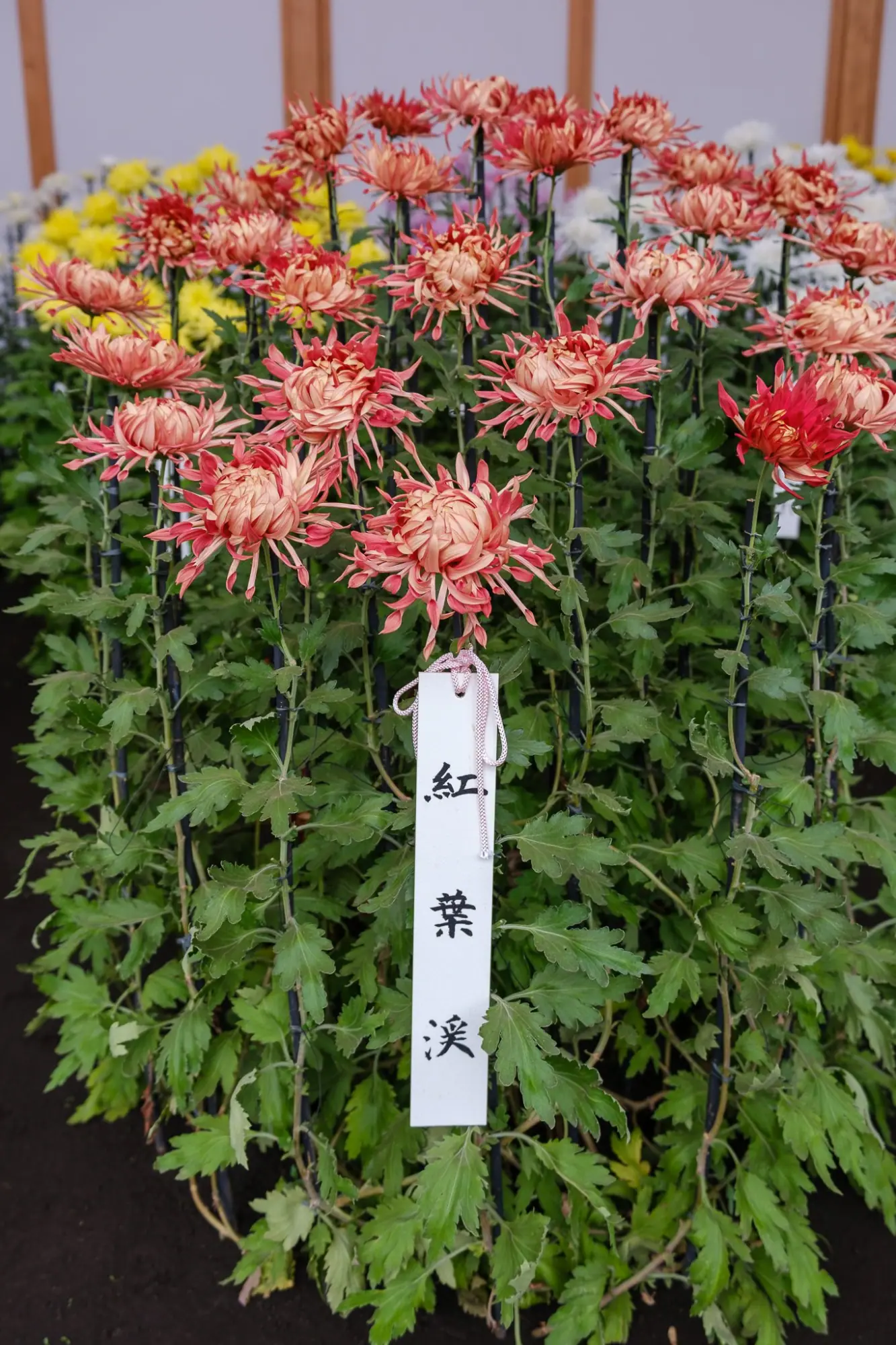 Photo from Shinjuku Gyoen National Garden Chrysanthemum Exhibition, Tokyo, Japan