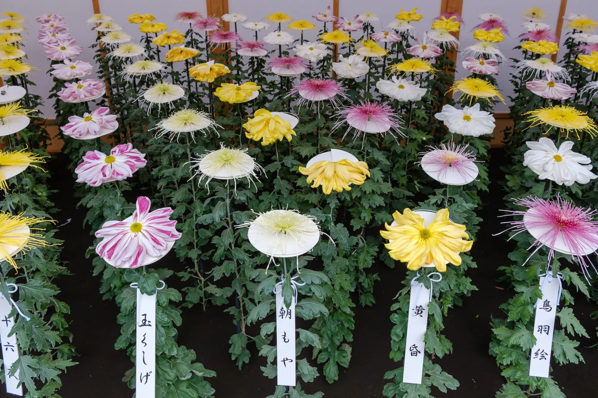 Photo from Shinjuku Gyoen National Garden Chrysanthemum Exhibition, Tokyo, Japan
