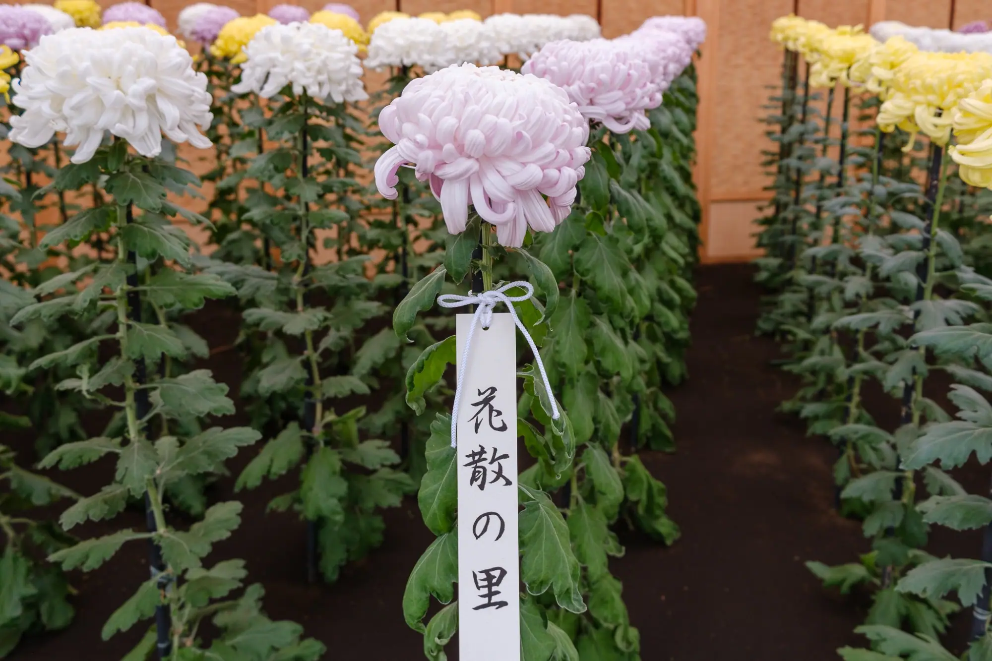 Photo from Shinjuku Gyoen National Garden Chrysanthemum Exhibition, Tokyo, Japan