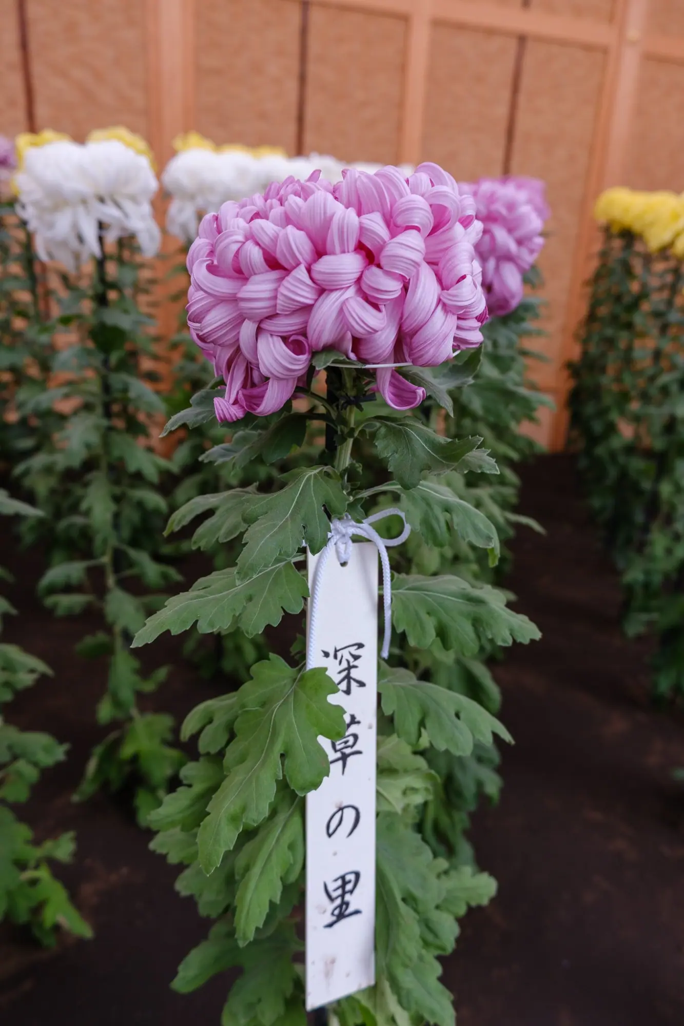 Photo from Shinjuku Gyoen National Garden Chrysanthemum Exhibition, Tokyo, Japan